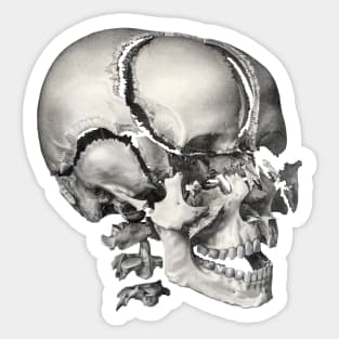 Vintage Human Anatomy Skull Sticker